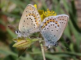 Attēlu rezultāti vaicājumam “Plebejus idas underside”