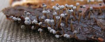 Attēlu rezultāti vaicājumam “Diderma umbilicatum”