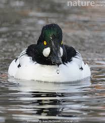 Attēlu rezultāti vaicājumam “Bucephala clangula”