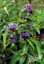 Attēlu rezultāti vaicājumam “Gentianaceae”