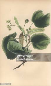 Attēlu rezultāti vaicājumam “Tilia x moltkei leaf”