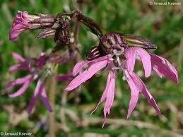Image result for Lychnis flos-cuculi