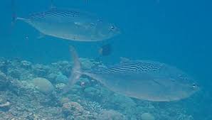Image result for Euthynnus affinis
