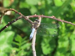 Attēlu rezultāti vaicājumam “Libellula fulva”