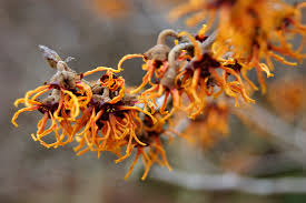 Attēlu rezultāti vaicājumam “Hamamelis japonica”