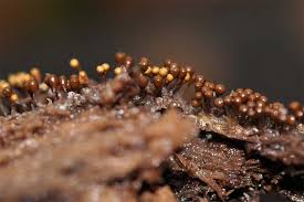 Attēlu rezultāti vaicājumam “Hemitrichia chrysospora macro”