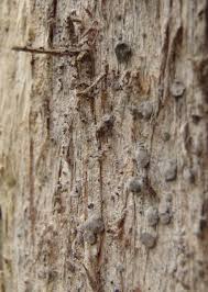 Attēlu rezultāti vaicājumam “Lecanactis abietina”