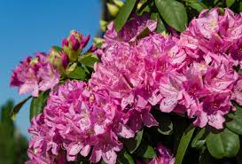 Attēlu rezultāti vaicājumam “Rhododendron catawbiense flower”
