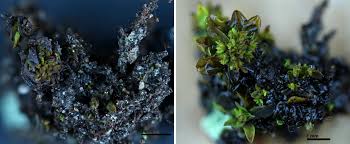 Attēlu rezultāti vaicājumam “Syntrichia latifolia macro”