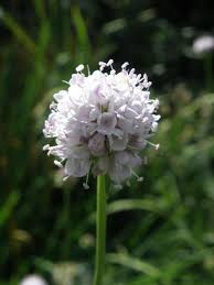 Image result for Succisella inflexa