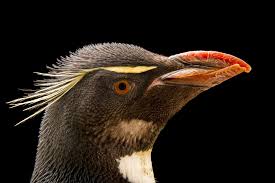 Attēlu rezultāti vaicājumam “Capsodes gothicus imago”