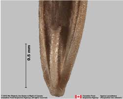 Attēlu rezultāti vaicājumam “Poa nemoralis fruit”