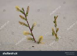 Attēlu rezultāti vaicājumam “Salix repens subsp. rosmarinifolia flower”