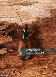 Attēlu rezultāti vaicājumam “Anchomenus dorsalis”