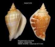 Attēlu rezultāti vaicājumam “Schistidium robustum”