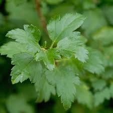 Attēlu rezultāti vaicājumam “Ribes alpinum”