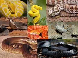 Attēlu rezultāti vaicājumam “Serpentes”