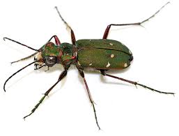 Attēlu rezultāti vaicājumam “Cicindela campestris imago”