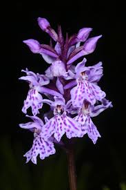 Attēlu rezultāti vaicājumam “Dactylorhiza russowii leaf”