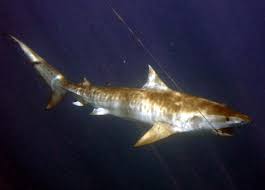 Image result for Galeocerdo cuvier