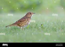 Attēlu rezultāti vaicājumam “Turdus philomelos adult”