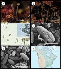 Attēlu rezultāti vaicājumam “Microcalicium disseminatum”