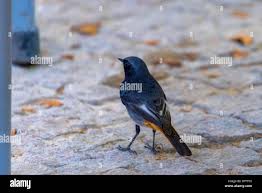 Attēlu rezultāti vaicājumam “Phoenicurus ochruros”