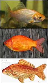 Attēlu rezultāti vaicājumam “Carassius auratus”