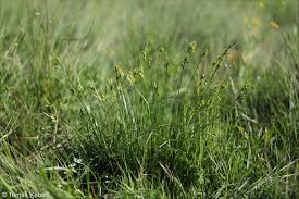 Attēlu rezultāti vaicājumam “Carex pallescens”