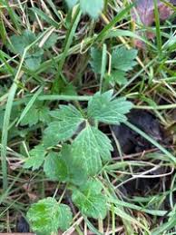 Attēlu rezultāti vaicājumam “Ranunculus polyanthemos”