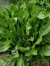 Attēlu rezultāti vaicājumam “Armoracia rusticana”