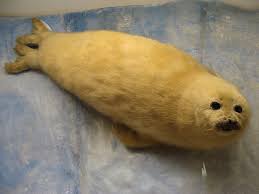 Image result for Pagophilus groenlandicus