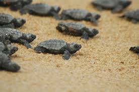 Image result for Caretta caretta
