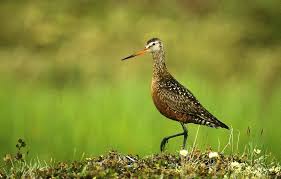 Image result for Limosa haemastica
