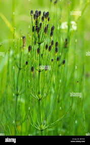 Attēlu rezultāti vaicājumam “Equisetum palustre”