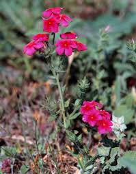 Image result for Phlox drummondii