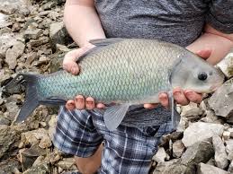 Image result for Ictiobus bubalus