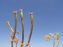 Attēlu rezultāti vaicājumam “Chaerophyllum aromaticum flower”