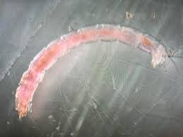 Attēlu rezultāti vaicājumam “Chironomidae larva”