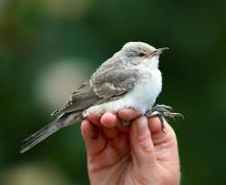 Attēlu rezultāti vaicājumam “Anthus trivialis adult”