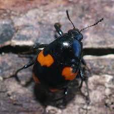 Attēlu rezultāti vaicājumam “Scaphisoma sp.”