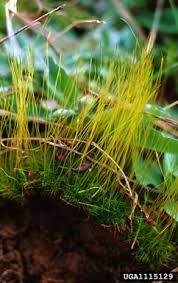 Attēlu rezultāti vaicājumam “Dicranales”