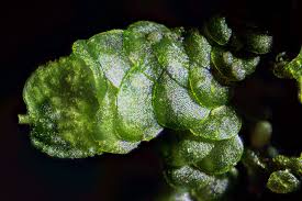 Attēlu rezultāti vaicājumam “Frullania fragilifolia macro”