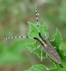 Attēlu rezultāti vaicājumam “Agapanthia villosoviridescens”