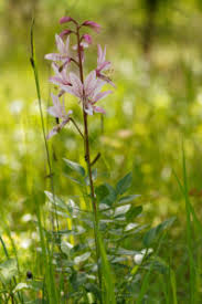 Image result for Diptam