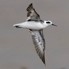 Attēlu rezultāti vaicājumam “Phalaropus lobatus”
