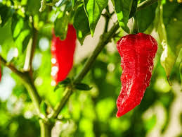 Afbeeldingsresultaat voor naga jolokia hot pepper