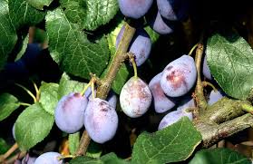 Attēlu rezultāti vaicājumam “Prunus domestica subsp. insitita fruit”