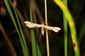 Attēlu rezultāti vaicājumam “Cnaemidophorus rhododactyla”