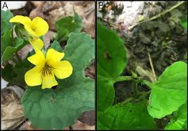 Attēlu rezultāti vaicājumam “Viola uliginosa bud”